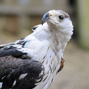 AFRICAN FISH EAGLE