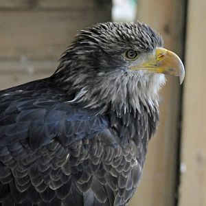 BALD EAGLE