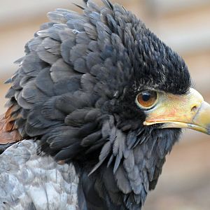 BATELEUR EAGLE