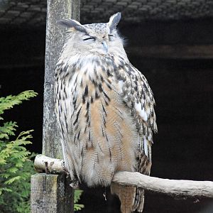 EUROPEAN EAGLE OWL