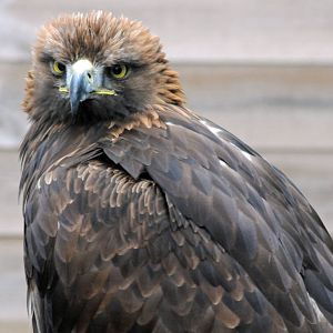 GOLDEN EAGLE