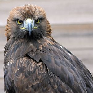 GOLDEN EAGLE
