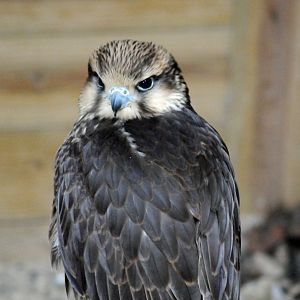 LANNER FALCON