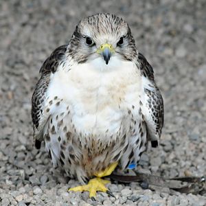 SAKER FALCON