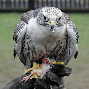 SAKER FALCON