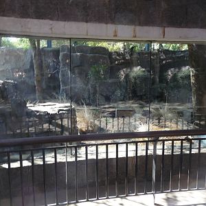 volcano rabbit exhibit
