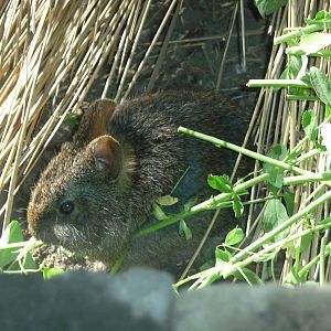 young volcano rabbit chapultepec zoo