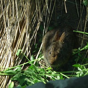 young volcano rabbit chapultepec zoo