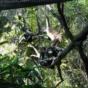 mexican spider monkeys chapultepec zoo