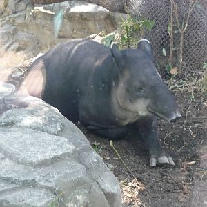 baird's tapir chapultepec zoo