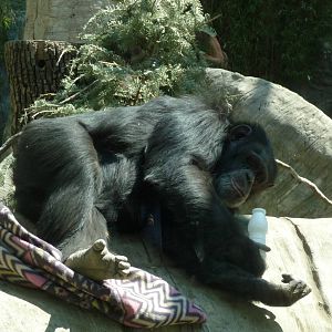 chimpanzee chapultepec zoo
