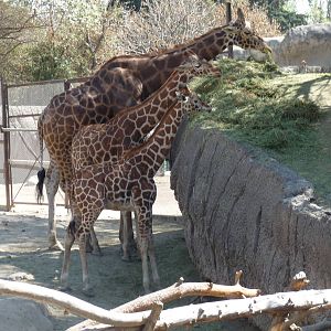 reticulated giraffes chapultepec zoo
