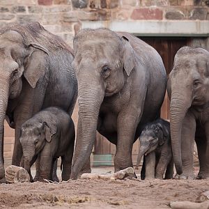 Sheba and Family - 27/01/2011