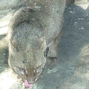 jaguarundi chapultepec zoo