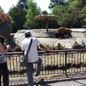 bison exhibit chapultepec zoo