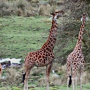 Rothschilds Giraffe's