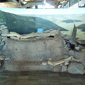 Trout Stream Exhibit