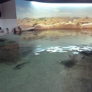 Shallows + Shores Exhibit (13 Species)