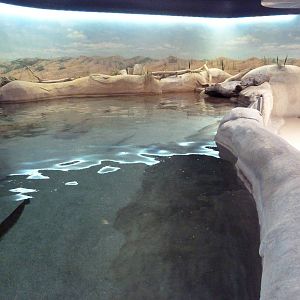 Shallows + Shores Exhibit (13 Species)