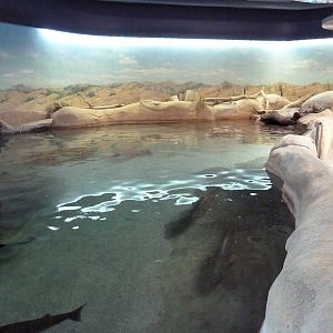 Shallows + Shores Exhibit (13 Species)