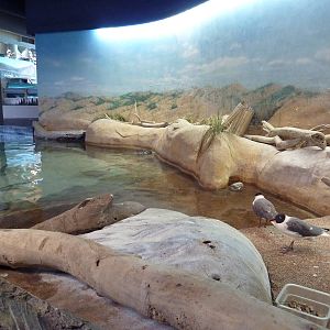 Shallows + Shores Exhibit (13 Species)