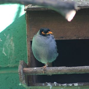 Bank Mynah @ Lotherton; 10.11.2010