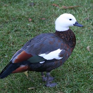 Female Paradise Shelduck @ Lotherton; 10.11.2010