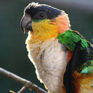 Black-Headed Caique @ Lotherton; 10.11.2010