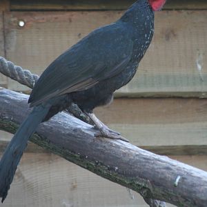 Spix's Guan @ Lotherton; 10.11.2010