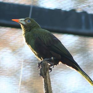 Green Oropendola @ Lotherton; 10.11.2010