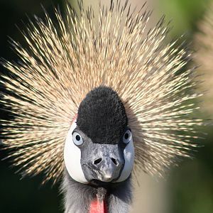 Grey Crowned Crane @ Lotherton; 10.11.2010