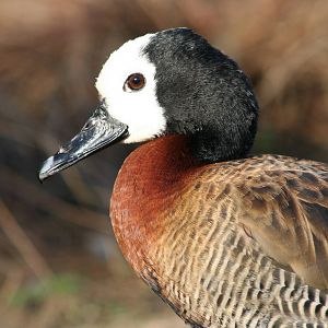White-Faced Whistling Duck @ Lotherton; 10.11.2010