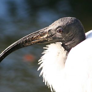 Sacred Ibis @ Lotherton; 10.11.2010