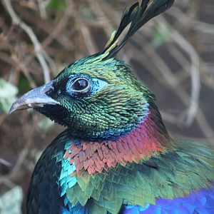 Male Himalayan Monal @ Lotherton; 10.11.2010
