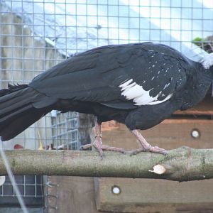 Gray's Piping Guan @ Lotherton; 10.11.2010