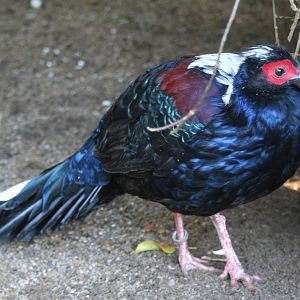 Male Swinhoe's Pheasant @ Lotherton; 10.11.2010
