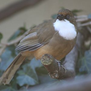 White-Throated Laughing Thrush@ Lotherton; 10.11.2010