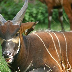 Eastern Bongo at Chester