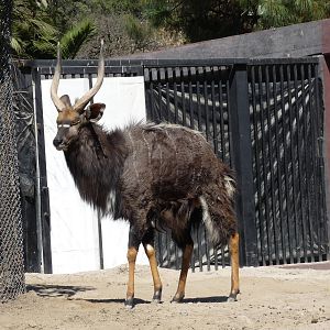 nyala chapultepec zoo