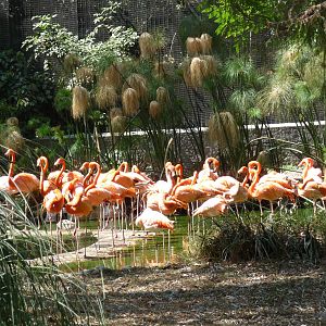 flamingo breeding group chapultepec zoo