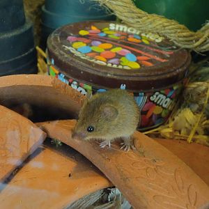 Harvest Mouse