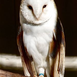 Barn Owl