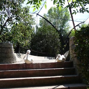 white pelicans chapultepec zoo