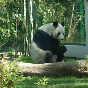 xin xin giant panda chapultepec zoo