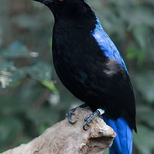 Fairy Bluebird - 12/02/2011