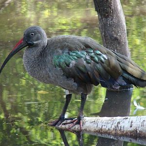 Hadada ibis/ Hagedashia hagedash