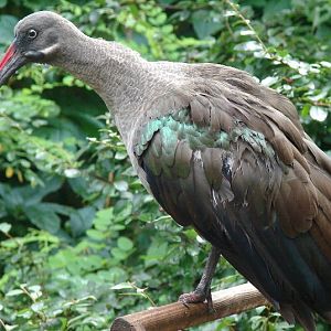 Hadada ibis/ Hagedashia hagedash