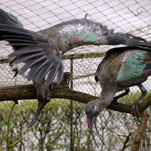 Hadada ibis/ Hagedashia hagedash