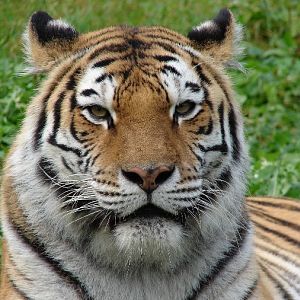 Panthera tigris altaica / Amur tiger (female Astra)