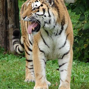 Panthera tigris altaica / Amur tiger (male Mirgis)